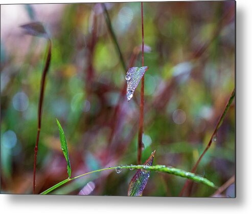 Water Drops Metal Print featuring the photograph Morning Dew on Grass by Amelia Pearn