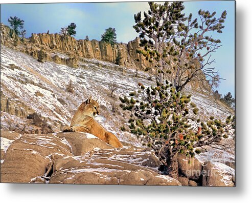 Mountain Lion Metal Print featuring the photograph Mountain Lion On Snow Covered Hillside by Dave Welling