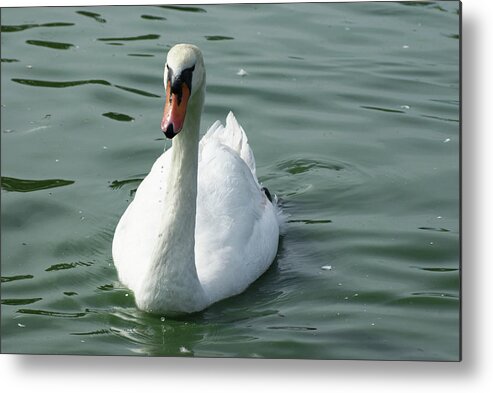  Metal Print featuring the photograph Mute Swan by Heather E Harman