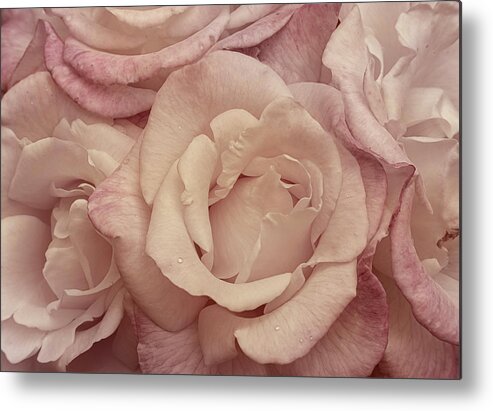Rose Metal Print featuring the photograph Muted Roses by Mary Jo Allen
