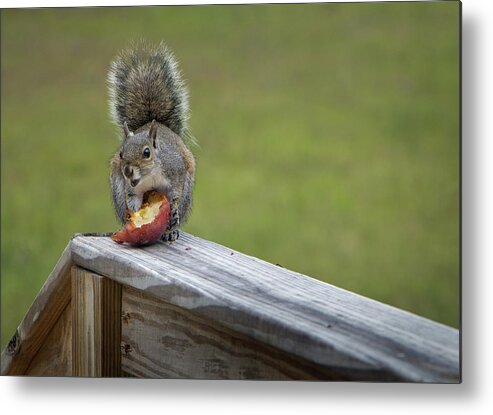 Squirrel Metal Print featuring the photograph My Apple by M Kathleen Warren