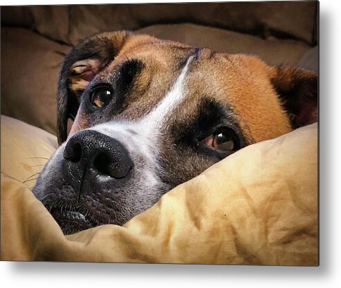  Metal Print featuring the photograph My Pillow by Jack Wilson