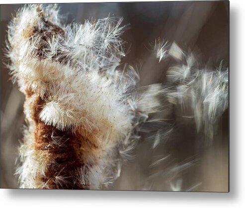 Plants Metal Print featuring the photograph Nature Photography - Cattail In The Wind by Amelia Pearn