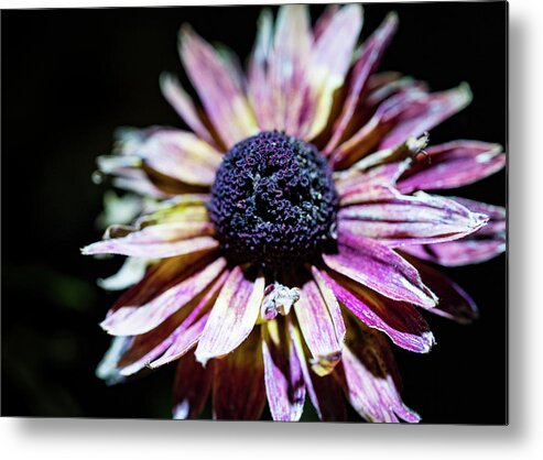 Plants Metal Print featuring the photograph Nature Photography - Dried Floral by Amelia Pearn
