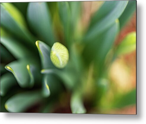 Daffodils Metal Print featuring the photograph Nature Photography - Easter Daffodils 2 by Amelia Pearn