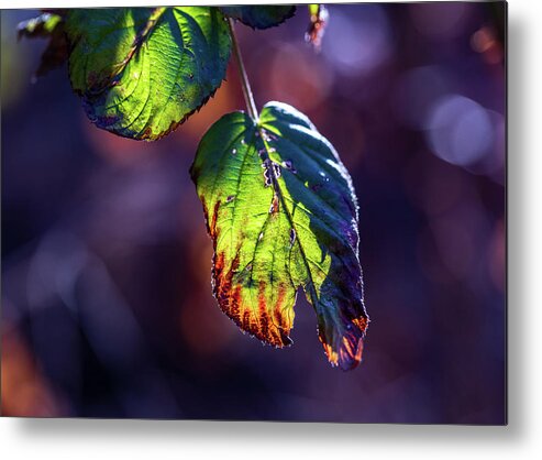 Nature Metal Print featuring the photograph Nature Photography - Fall Foliage by Amelia Pearn