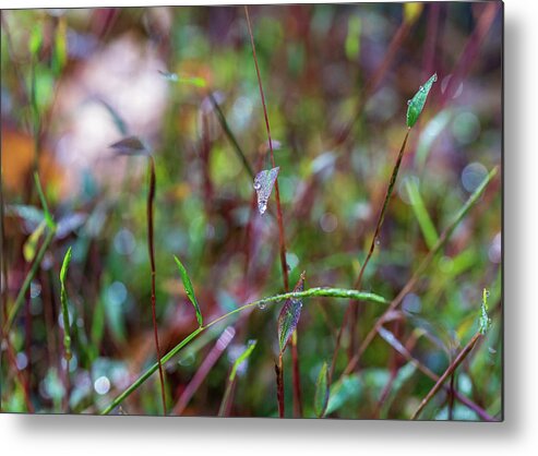Fall Metal Print featuring the photograph Nature Photography - Fall Grass by Amelia Pearn