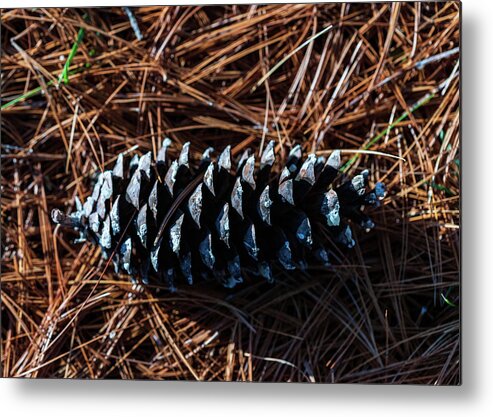 Nature Metal Print featuring the photograph Nature Photography - Pine Cone 2 by Amelia Pearn