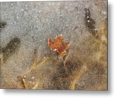 Landscapes Metal Print featuring the photograph Nature Photography - Pond Ice by Amelia Pearn