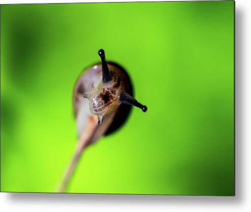 Insect Metal Print featuring the photograph Nature Photography - Snail by Amelia Pearn