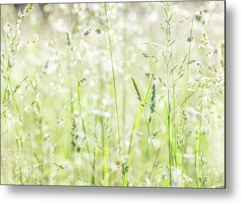 Plants Metal Print featuring the photograph Nature Photography - Summer Field by Amelia Pearn