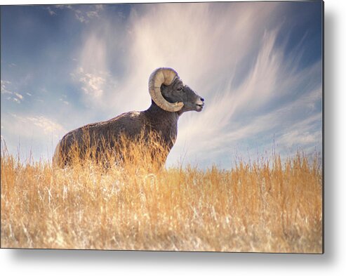 Bighorn Sheep Metal Print featuring the photograph Nature's Ram by Jerry Cahill