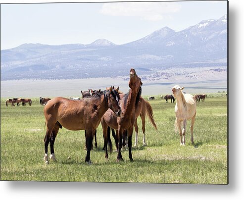 Eastern Sierra Metal Print featuring the photograph Neigh-Fest by Cheryl Strahl