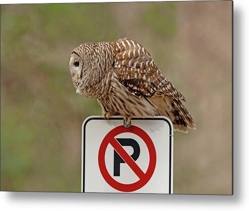 Barred Owl Metal Print featuring the photograph No Parking by CR Courson