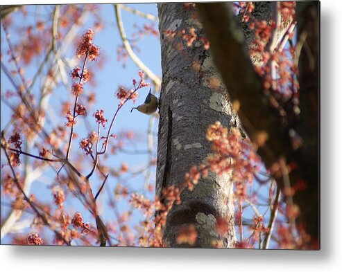  Metal Print featuring the photograph Nuthatch Treat by Heather E Harman