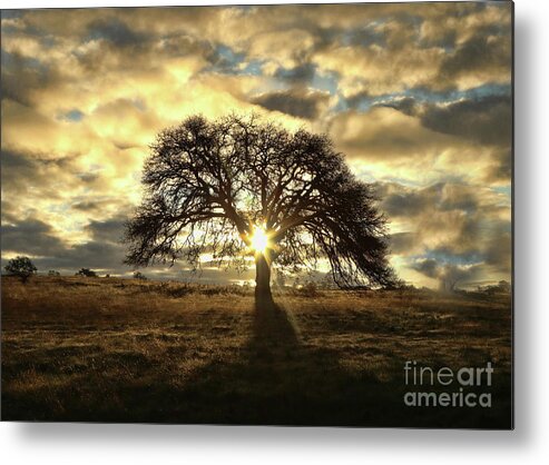 Oak Metal Print featuring the photograph Oak Tree Clouds and Light with Sun Star by Stephanie Laird