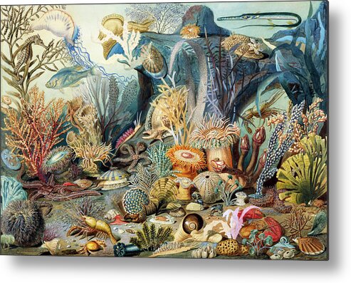 Ocean Life Metal Print featuring the painting Ocean Life by James M. Sommerville by Bob Pardue