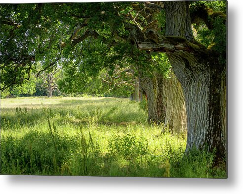 Oak Metal Print featuring the photograph Old Oak Trees In Sunlight by Nicklas Gustafsson