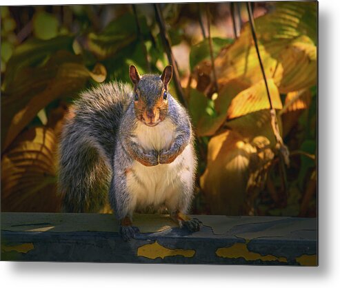 One Gray Squirrel Metal Print featuring the photograph One Gray Squirrel by Bob Orsillo