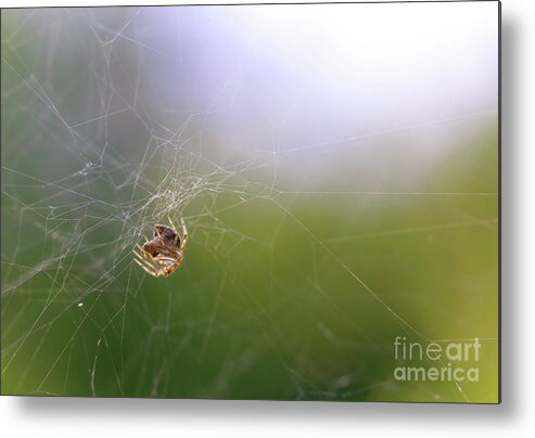Spider Metal Print featuring the photograph Orbweaver Spider by Diane Diederich