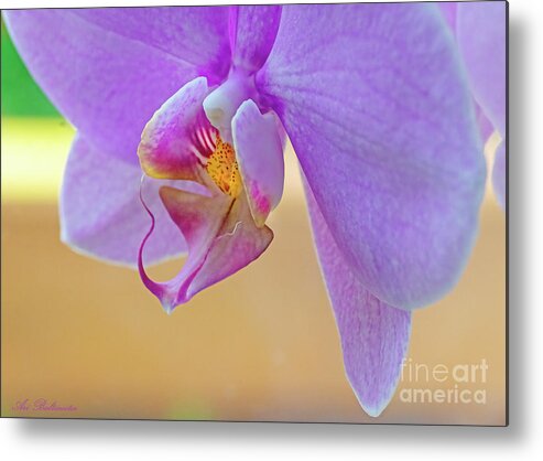 Disambiguation Metal Print featuring the photograph Orchid In My Window by Arik Baltinester