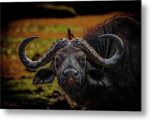 Cape Buffalo Metal Print featuring the photograph Ox Pecker by Darcy Dietrich