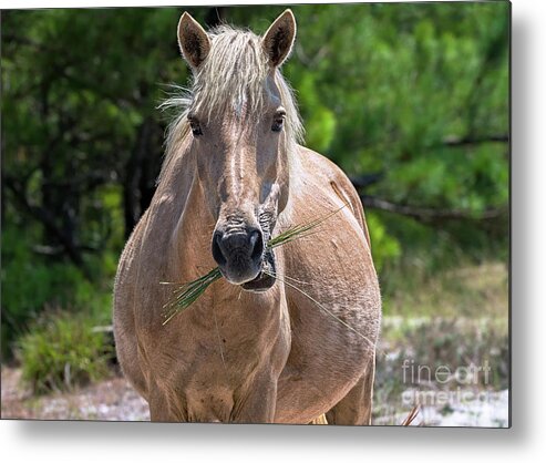Horse Metal Print featuring the photograph Palomino horse by Rehna George