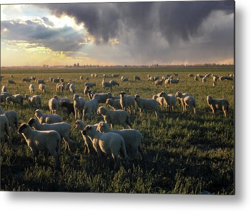 Sheep Metal Print featuring the photograph Pasture by Jim Painter