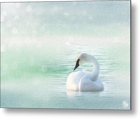 Swan Metal Print featuring the photograph Peaceful Pastel Teal Morning Swan by Patti Deters