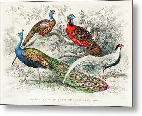 Peacock Metal Print featuring the mixed media Peacock and Pheasants by World Art Collective