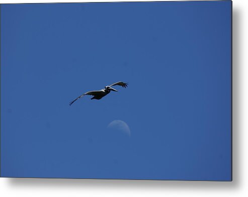 Pelican Metal Print featuring the photograph Pelican Moon by Heather E Harman