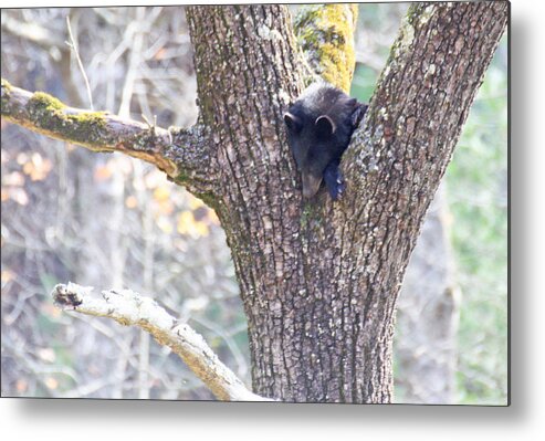 Bear Metal Print featuring the photograph Perfect hiding spot by Ed Stokes