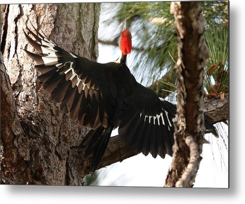 Pileated Woodpecker Metal Print featuring the photograph Pileated Woodpecker 2 by Mingming Jiang