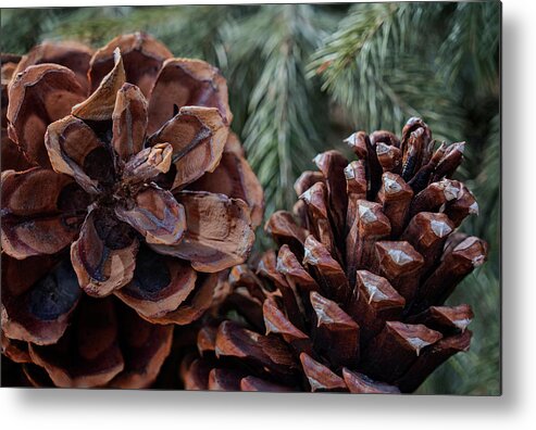 Trees Metal Print featuring the photograph Pinecone Pair - Winter by Nikolyn McDonald