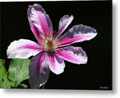 Flowers Metal Print featuring the photograph Pink and White Striped Clematis by Trina Ansel