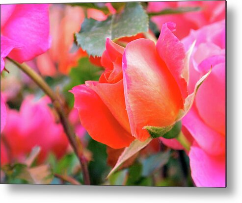 Rose Metal Print featuring the photograph Pink Orange Hybrid by Rona Black