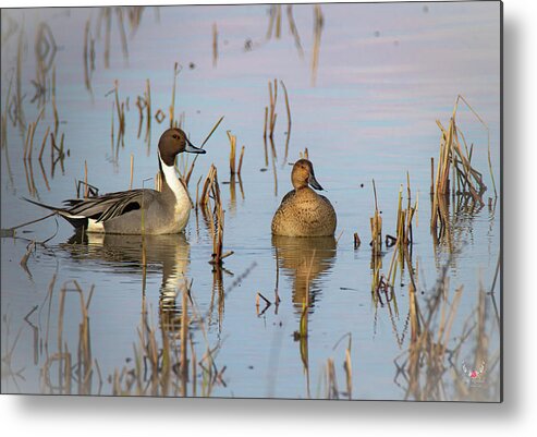 Pintailduck Metal Print featuring the photograph Pintails by Pam Rendall