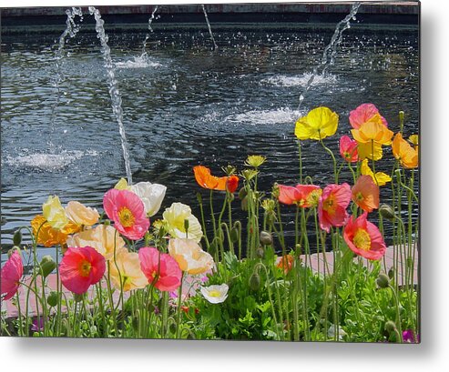 Poppy Metal Print featuring the photograph Poppy Party by Suzanne Gaff