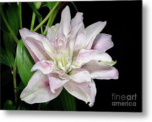Art Metal Print featuring the photograph Pretty Rose Lily by Jeannie Rhode