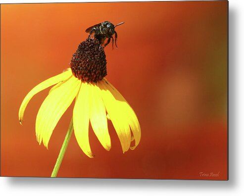 Flowers Metal Print featuring the photograph Ready for Take Off by Trina Ansel