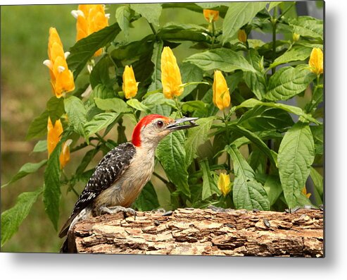 Nature Metal Print featuring the photograph Red-bellied Woodpecker and Lollipop Plant by Sheila Brown