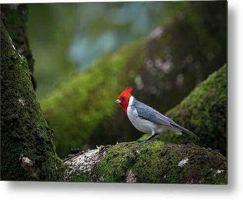 Red Crested Cardinal Metal Print featuring the photograph Red Crested Cardinal by Rick Mosher