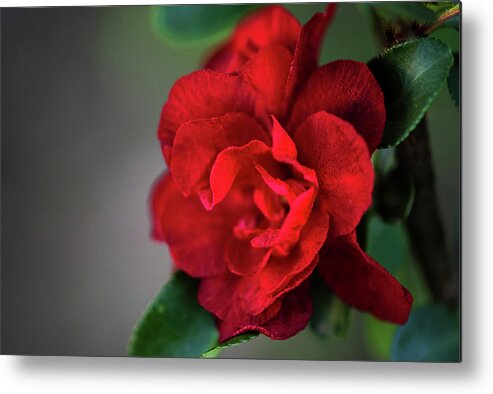 Quince Metal Print featuring the photograph Red Quince by Linda Shannon Morgan
