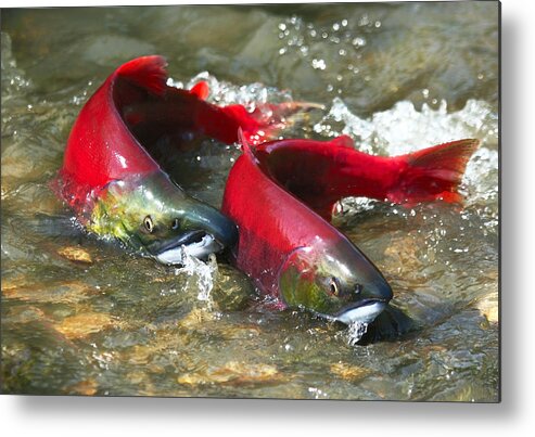 Population Explosion Metal Print featuring the photograph Red salmon couple by OVasik