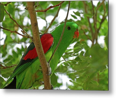 Animals Metal Print featuring the photograph Red-winged Parrot perched by Maryse Jansen
