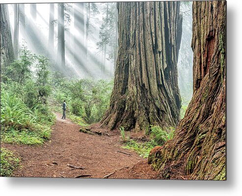 California Metal Print featuring the photograph Redwood Mystical Fog by Rudy Wilms