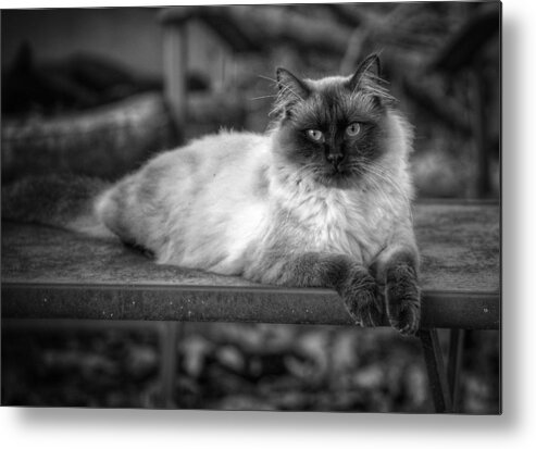 Cat Metal Print featuring the photograph Regal by DArcy Evans