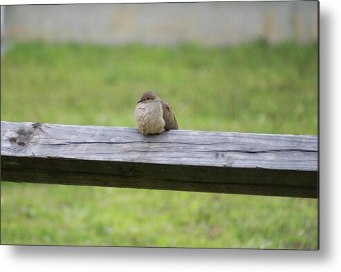  Metal Print featuring the photograph Resting Dove by Heather E Harman