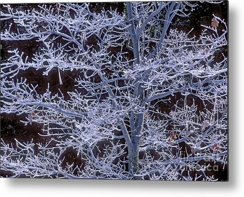 Dave Welling Metal Print featuring the photograph Rime Ice Covered Black Oak In Yosemite by Dave Welling
