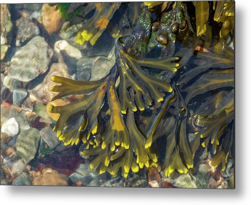 Photosbycate Metal Print featuring the photograph Rockweed by Cate Franklyn